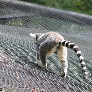 Ring-tailed lemur
