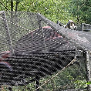 Ring-tailed lemur enclosure