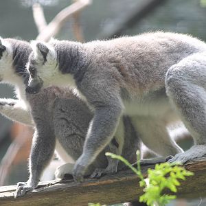 Ring-tailed lemurs