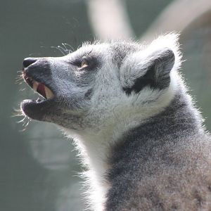 Ring-tailed lemur