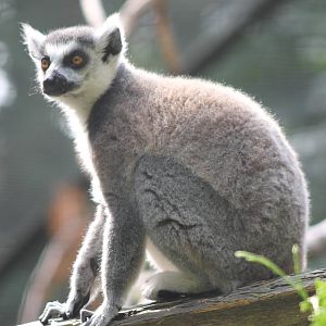 Ring-tailed lemur