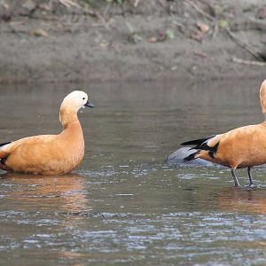 Ruddy Shelducks (Tadorna ferruginea)