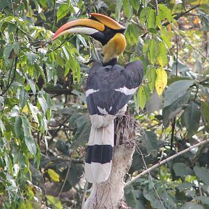 Great Hornbill (Buceros bicornis)