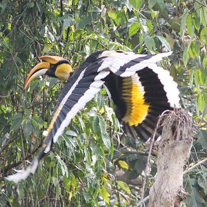 Great Hornbill (Buceros bicornis)