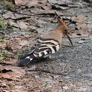 Hoopoe (Upupa epops)