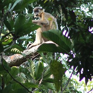 Capped Langur (Trachypithecus pileatus)