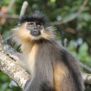 Capped Langur (Trachypithecus pileatus)