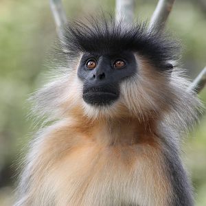 Capped Langur (Trachypithecus pileatus)