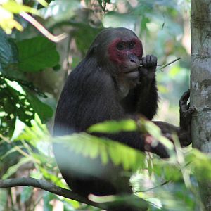 Stump-tailed Macaque (Macaca arctoides)