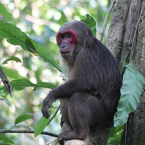 Stump-tailed Macaque (Macaca arctoides)