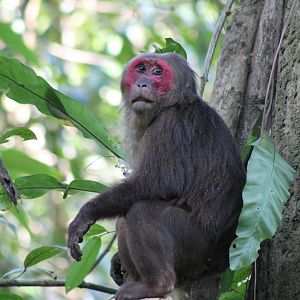 Stump-tailed Macaque (Macaca arctoides)