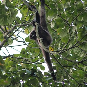 Western Hoolock Gibbon (Hylobates [Hoolock] hoolock)