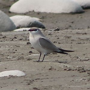 Small Pratincole (Glareola lactea)
