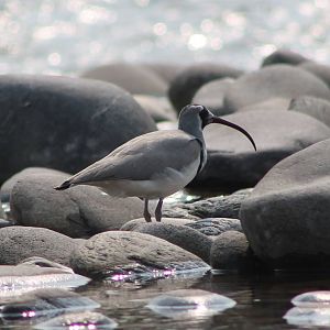 Ibisbill (Ibidorhyncha struthersii)