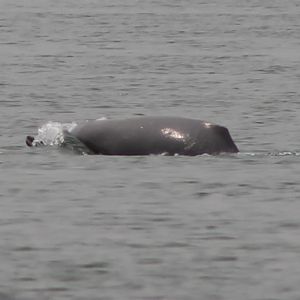 Ganges Dolphin (Platanista gangetica)