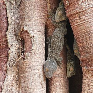 Tokay Geckos (Gekko gecko)