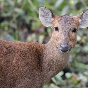 female Hog Deer (Axis porcinus)