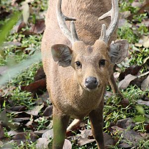 male Hog Deer (Axis porcinus)