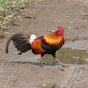 male Red Junglefowl (Gallus gallus)