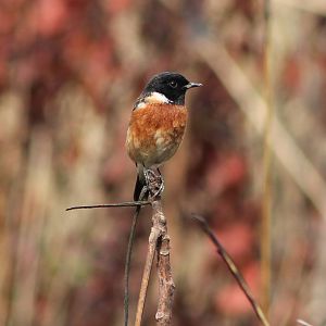 male Siberian Stonechat (Saxicola maurus)