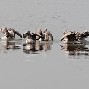 Spot-billed Pelicans (Pelecanus philippensis)