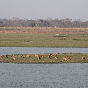 Kaziranga National Park