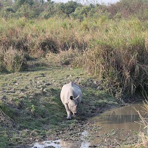 Indian Rhinoceros (Rhinoceros unicornis)