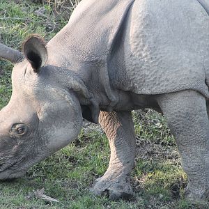 Indian Rhinoceros (Rhinoceros unicornis)