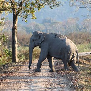 Indian Elephant (Elephas maximus)