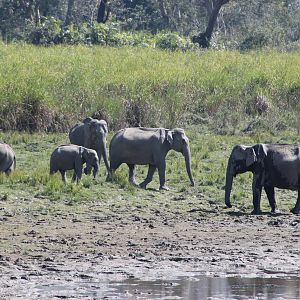 Indian Elephant family (Elephas maximus)