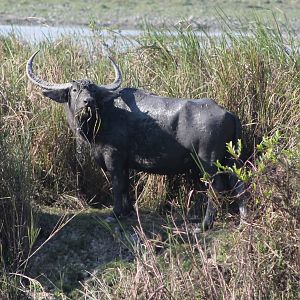 Wild Water Buffalo (Bubalus arnee)