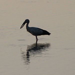 Asian Openbill Stork (Anastomus oscitans)