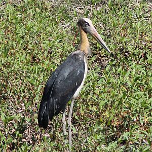 Lesser Adjutant (Leptoptilos javanicus)