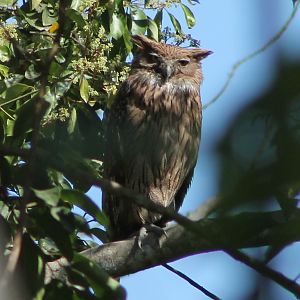 Brown Fishing Owl (Ketupa zeylonensis)