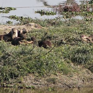 Smooth-coated Otters (Lutrogale perspicillata)