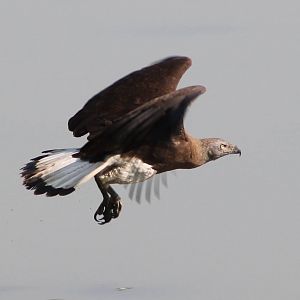 Grey-headed Fish Eagle (Ichthyophaga ichthyaetus)