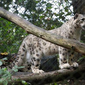 Snow leopard : Howletts : 14 Oct 2014