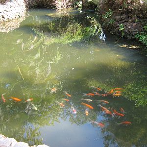 ornamental fish ponds