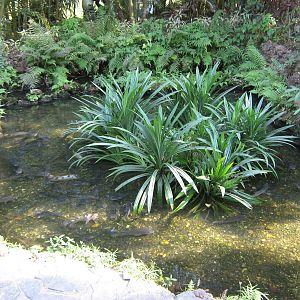 ornamental fish ponds