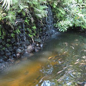 ornamental fish ponds