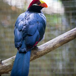 Violaceous touraco : Cotswold WP : 27 Jun 2014