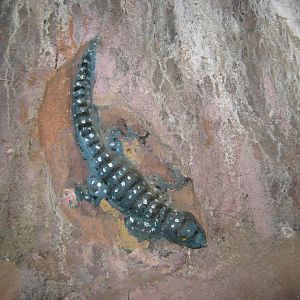 statues in faux cave
