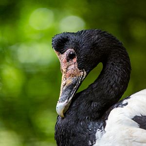 Magpie goose : Cotswold WP : 27 Jun 2014