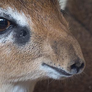 Kirks dik-dik : Twycross : 03 Oct 2014