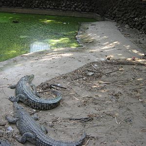 Saltwater Crocodiles (Crocodylus porosus)