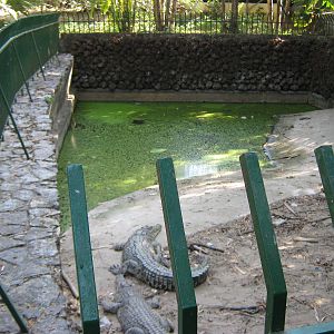 Saltwater Crocodiles (Crocodylus porosus)