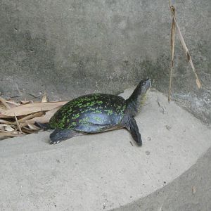 Burmese Flap-shelled Turtle (Lissemys scutata)