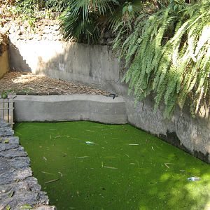 pool for Burmese Flap-shelled Turtles (Lissemys scutata)