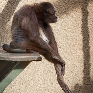 Variegated spider monkey : Twycross : 03 Oct 2014