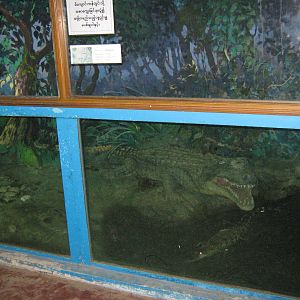 tank for Saltwater Crocodile (Crocodylus porosus)